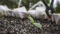 Squash sprout in some soil