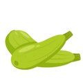 Squash Vegetable Icon