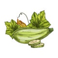 Squash vegetable sketch. Vector image of plant.