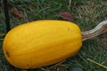 Squash vegetable spaghetti variety Royalty Free Stock Photo