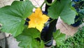 Squash Vine blossom