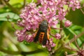 Squash Vine Borer - Eichlinia cucurbitae