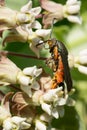 Squash Vine Borer - Eichlinia cucurbitae Royalty Free Stock Photo