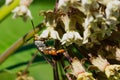 Squash Vine Borer - Eichlinia cucurbitae