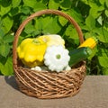 Squash and zucchini in wicker basket