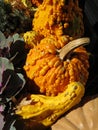 Squashes Royalty Free Stock Photo