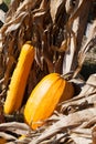 Squashes and dried corn stalks Royalty Free Stock Photo