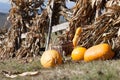 Squashes and dried corn stalks Royalty Free Stock Photo