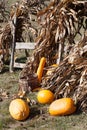 Squashes and dried corn stalks Royalty Free Stock Photo