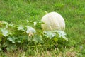 Squashes harvest growing in the garden. Vegetable garden on a farm, autumn harvest season. Organic natural food. Pumpkin field in Royalty Free Stock Photo