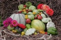 Squashes and scallops and fall flowers on straw