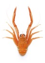 Squat Lobster Cervimunida princeps