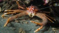 Squat Lobster - loch Creran