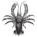 Squat lobster, vintage engraving Royalty Free Stock Photo