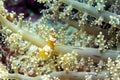 A Squat Shrimp - Moalboal, Cebu, Philippines