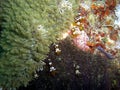 Squat Shrimp (Thor Amboinensis) in the filipino sea 22.11.2015