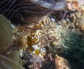 Squat Shrimp Thor amboinensis in Malapasuca Island