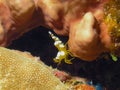 A Squat Shrimp Thor amboinensis in the Red Sea