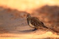 Squatter Pigeon Royalty Free Stock Photo