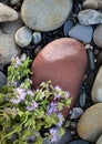 Squaw mint, Mentha pulegium, commonly (European) pennyroyal, also called mosquito plant and pudding grass. vintage stone Royalty Free Stock Photo