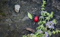 Squaw mint, Mentha pulegium, commonly European pennyroyal, also called mosquito plant and pudding grass. vintage stone