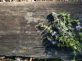 Squaw mint, Mentha pulegium, commonly European pennyroyal, also called mosquito plant and pudding grass. vintage wooden Royalty Free Stock Photo