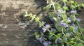 Squaw mint, Mentha pulegium, commonly European pennyroyal, also called mosquito plant and pudding grass. vintage wooden