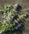 Squaw mint, Mentha pulegium, commonly European pennyroyal, also called mosquito plant and pudding grass. vintage wooden