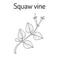 Squaw vine Mitchella repens , or partridge berry, medicinal plant Royalty Free Stock Photo