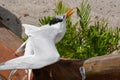 Squawking Royal Tern Bird on a Fallen Log Royalty Free Stock Photo