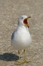 Squawking Seagull Royalty Free Stock Photo