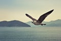 Squawking seagull in flight Royalty Free Stock Photo