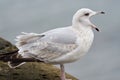 Squawking seagull Royalty Free Stock Photo