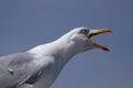 Squawking seagull Royalty Free Stock Photo