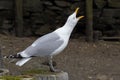 Squawking Seagull at the Seashore Royalty Free Stock Photo