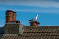 Squawking Seagull On Top Of The Chimney Royalty Free Stock Photo