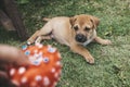 A squeaky rubber ball is offered to a one month old puppy to play with. Playtime concept outdoors