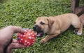 A squeaky rubber ball is offered to a one month old puppy to play with. Playtime concept outdoors