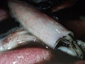 squid with a background of blackened water from squid ink coming out of its stomach. fresh squid ready to be marketed.