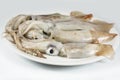 Squid fresh, raw