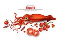 Squid isolated on white Vector. Seafood card background illustrations Royalty Free Stock Photo