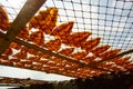 Squid lay on net, Dried Squid Royalty Free Stock Photo