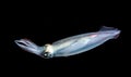 A squid at night in the gulfsteram. Royalty Free Stock Photo