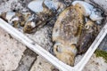 Squid in a Styrofoam box Royalty Free Stock Photo