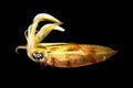 Squid photo taken underwater at night Royalty Free Stock Photo