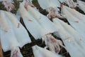 Squid , The process of preserving food