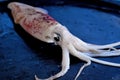 Squid ready to cook Royalty Free Stock Photo