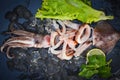 Squid rings on ice, Fresh raw squid with lettuce vegetable salad seafood coriander lemon on black plate background Royalty Free Stock Photo