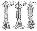 Squid vector hand drawn illustrations. Seafood drawings. Royalty Free Stock Photo