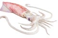 Squid on white background Royalty Free Stock Photo